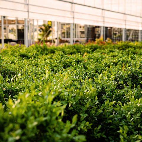 Broadleafs