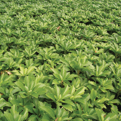 Groundcovers