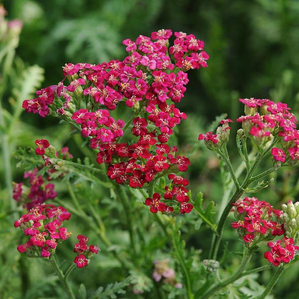 Perennials | Connon Nurseries