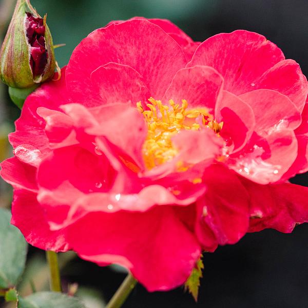 Roses | Connon Nurseries